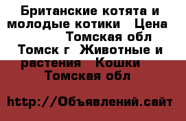 Британские котята и молодые котики › Цена ­ 13 000 - Томская обл., Томск г. Животные и растения » Кошки   . Томская обл.